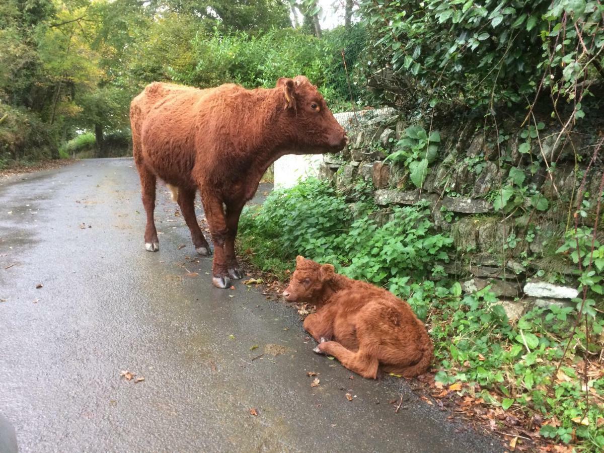 Oak Lodge Tavistock  Esterno foto